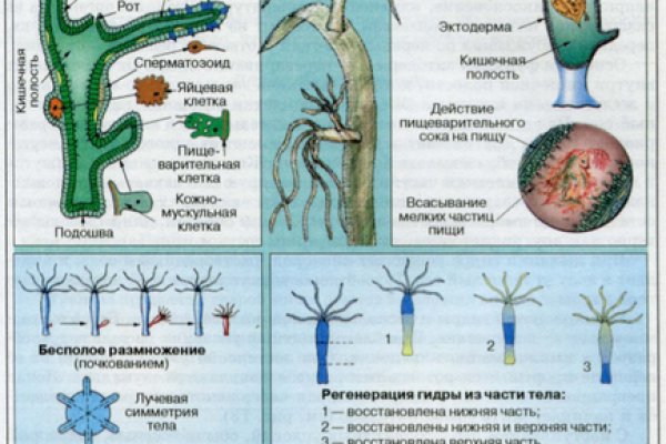 Кракен маркет тор